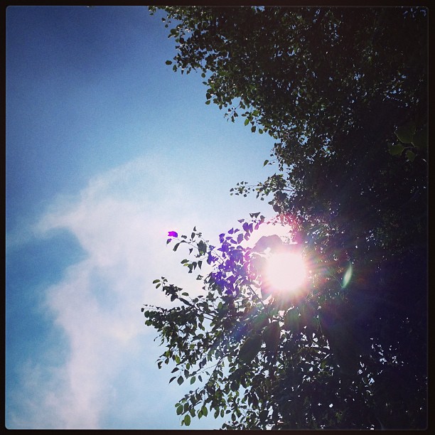 Sunny day