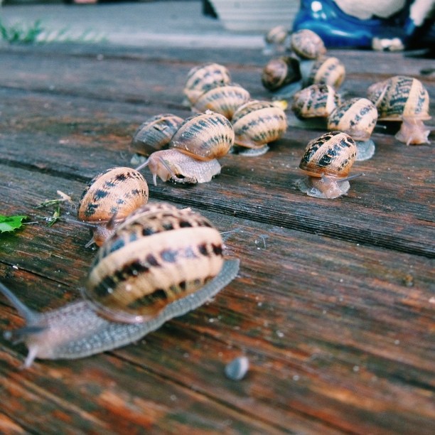 Snail racing #vscocam